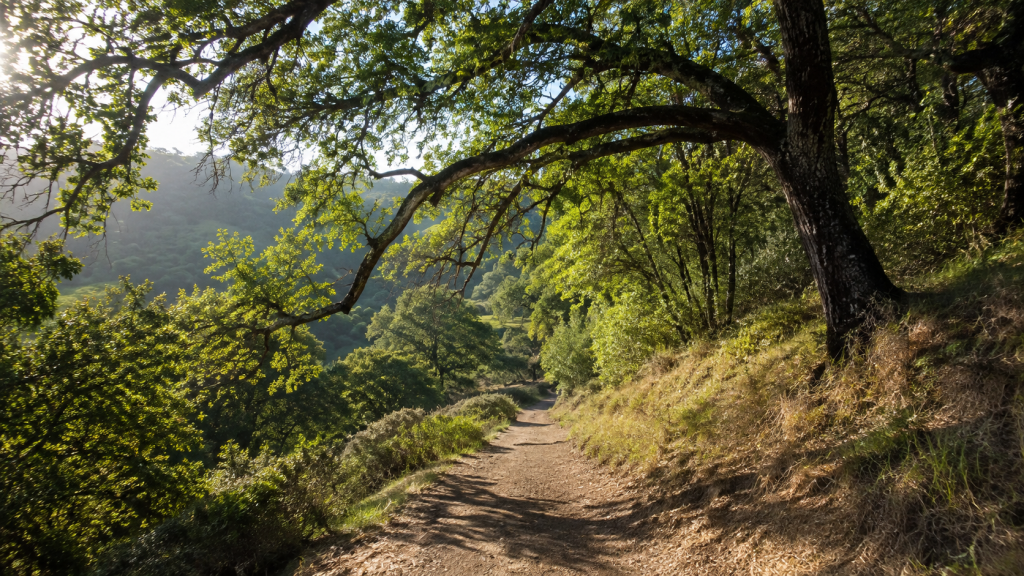Shaded hiking trail in a Santa Clara County park during early morning summer hours
